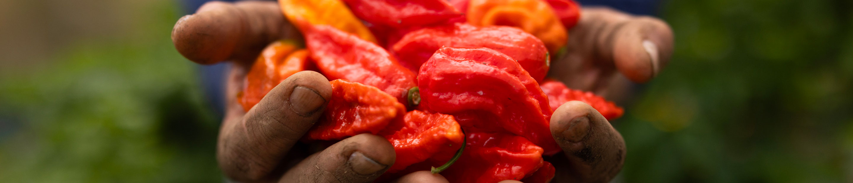 A man holding some pepper